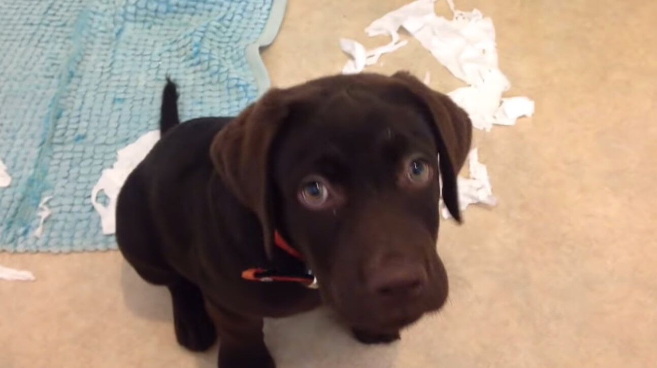 ラブラドールレトリーバー,動画