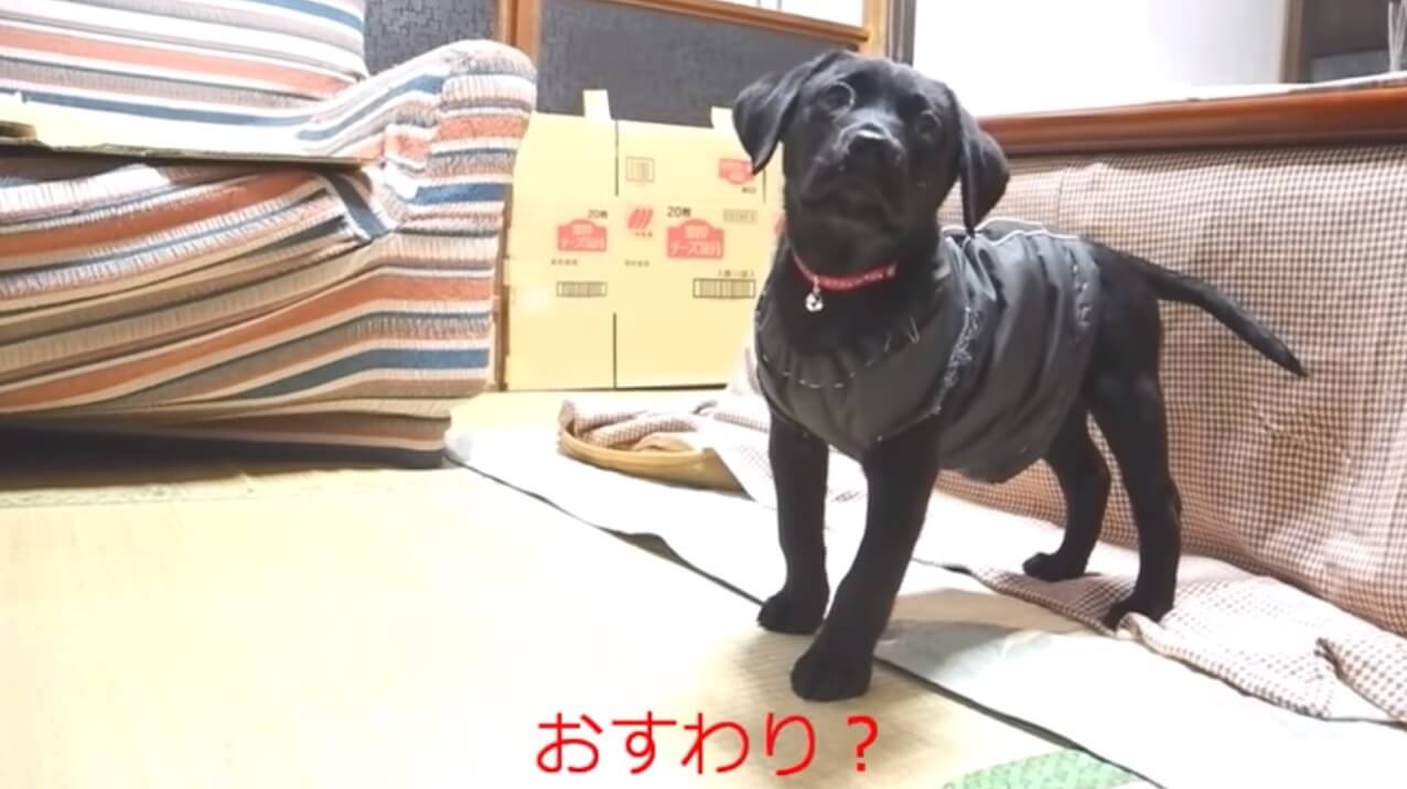 ラブラドールレトリーバー,動画