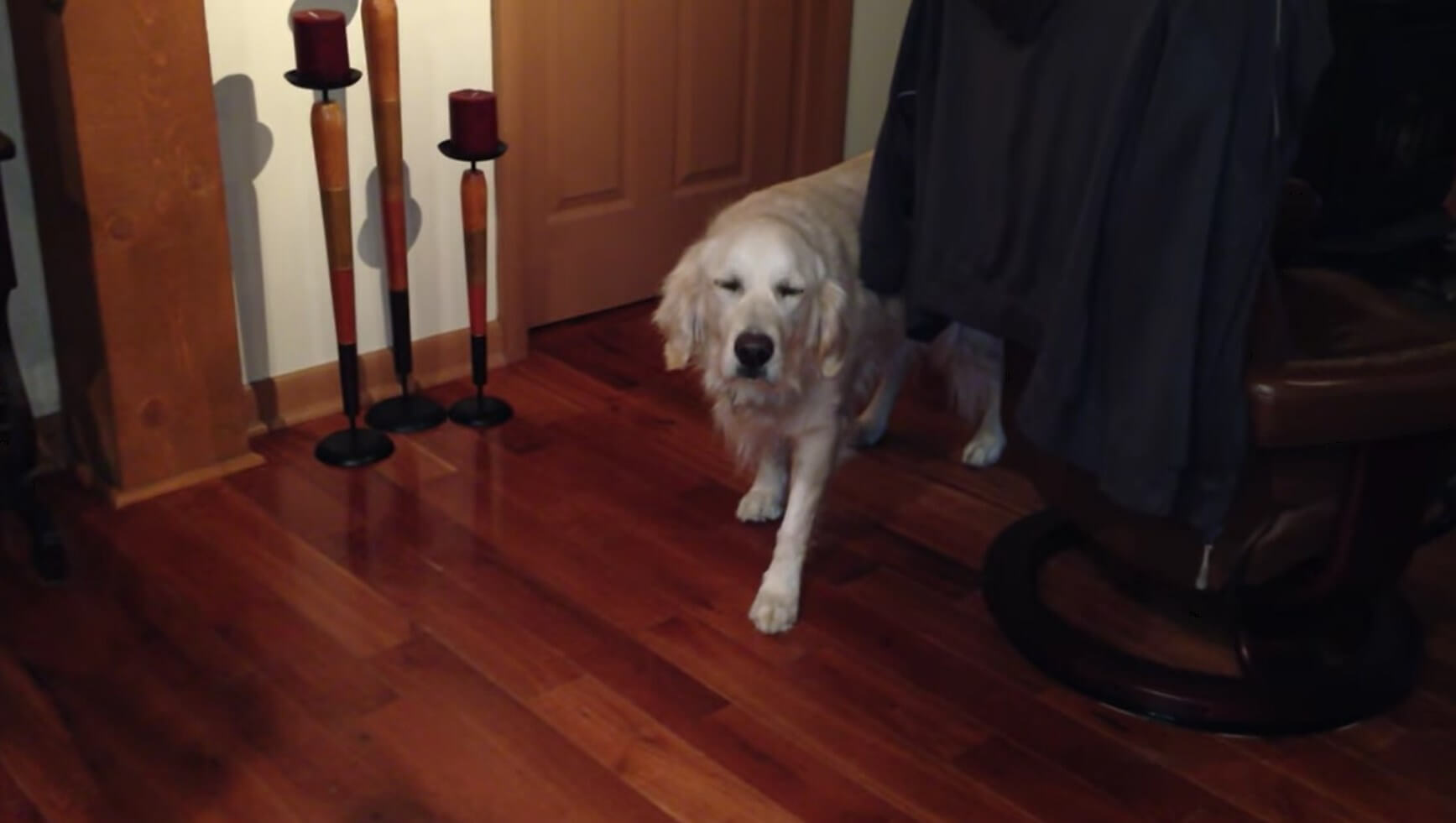 ゴールデンレトリーバー,動画