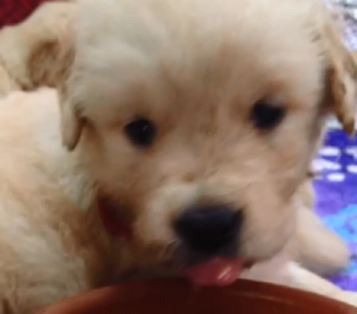 ゴールデンレトリーバー,動画