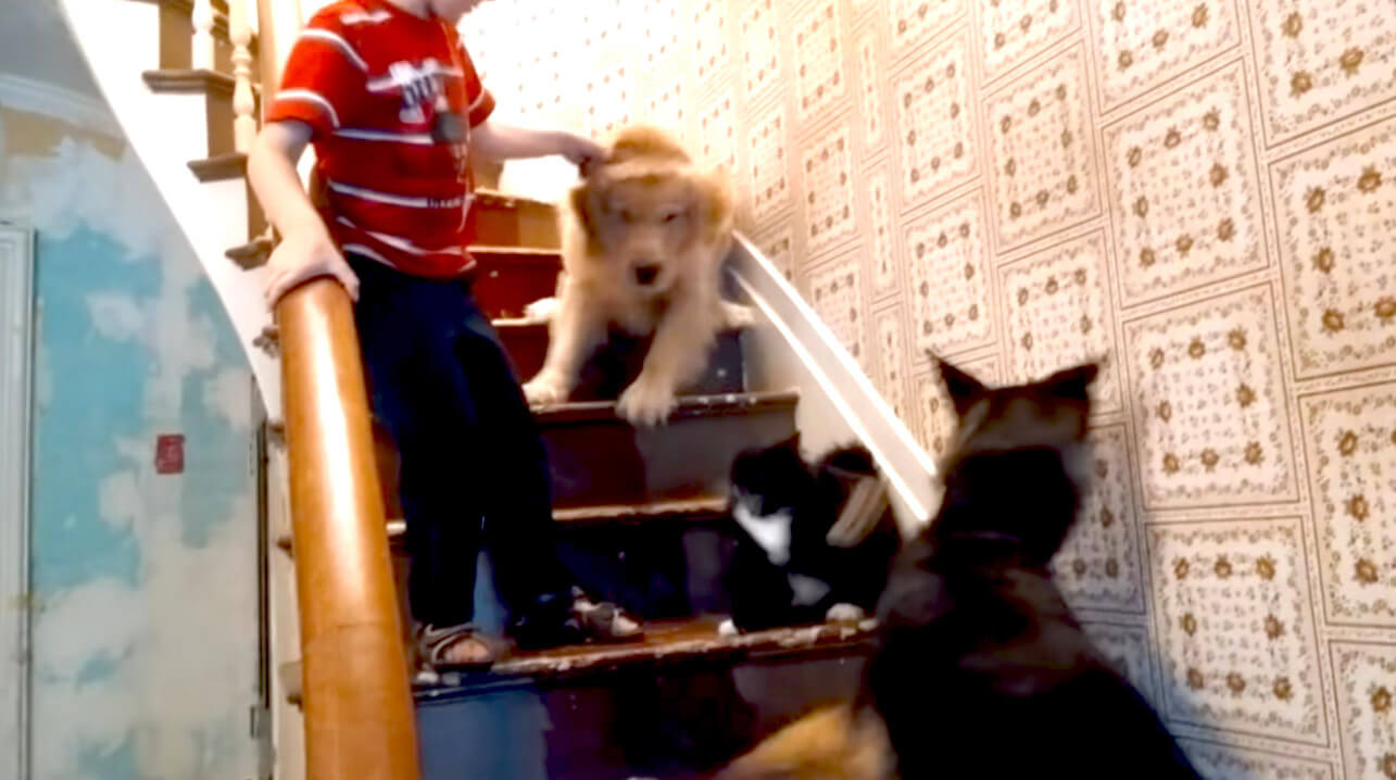 ゴールデンレトリーバー,動画