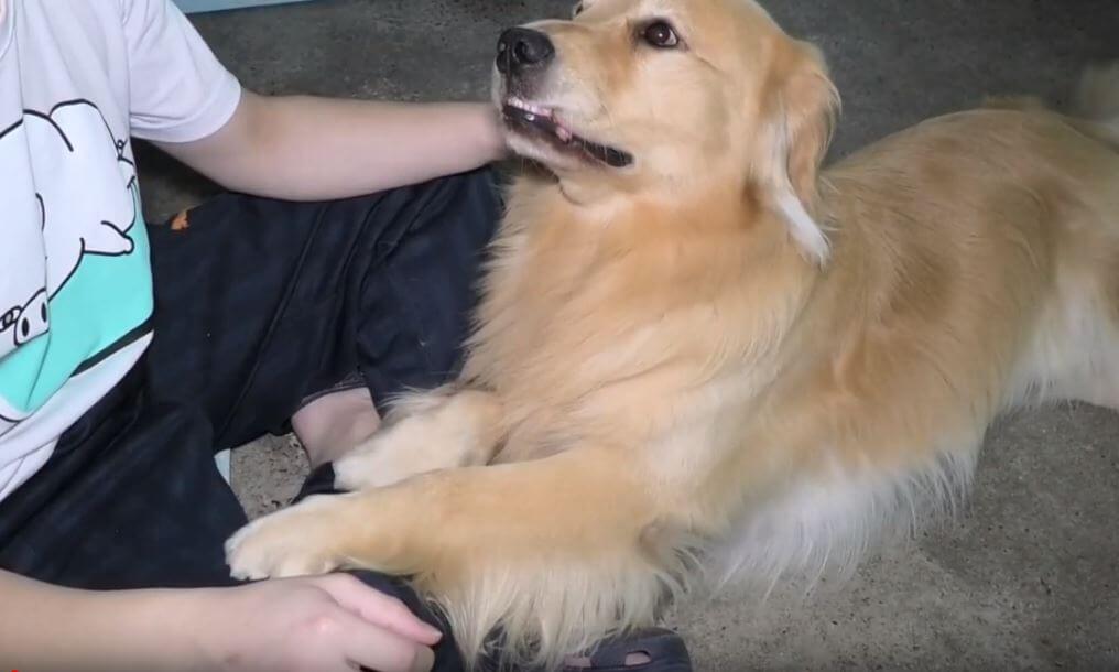 ゴールデンレトリーバー,動画