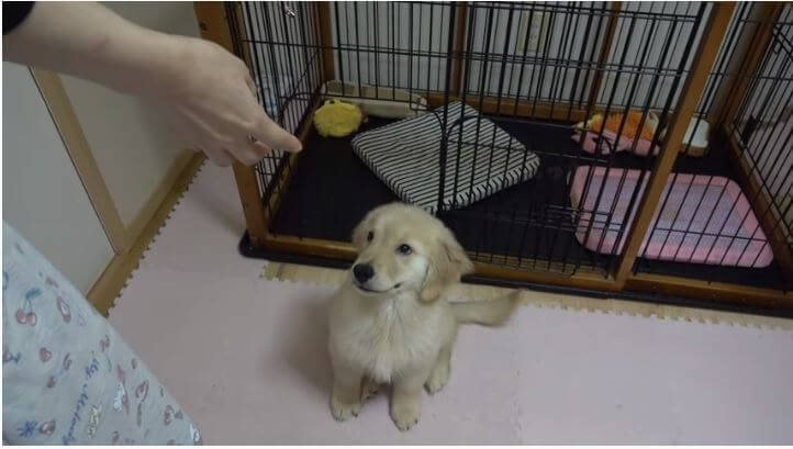 ゴールデンレトリーバー,動画