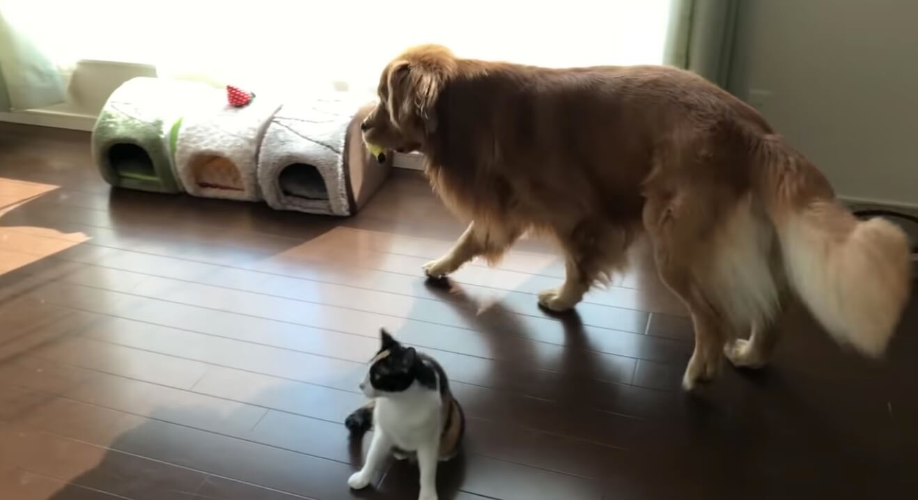 ゴールデンレトリーバー,動画