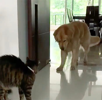 ゴールデンレトリーバー,動画