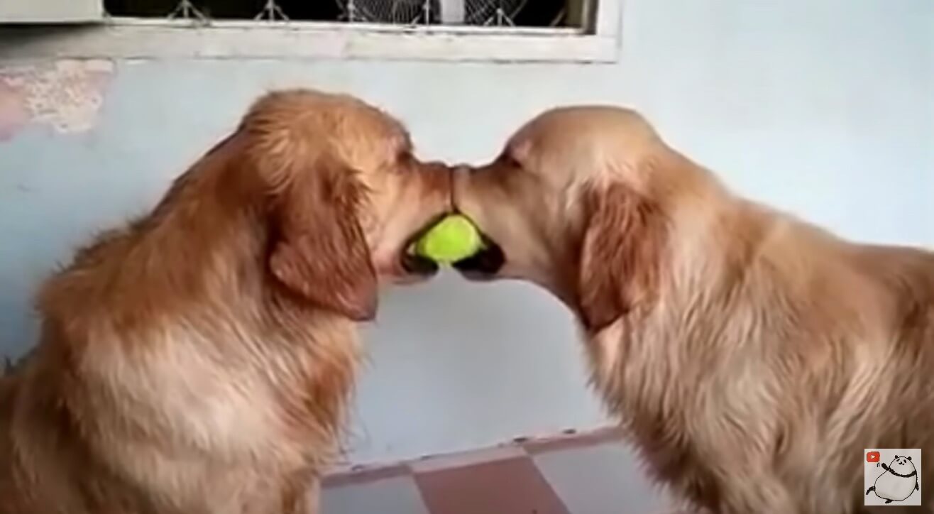 ゴールデンレトリーバー,動画