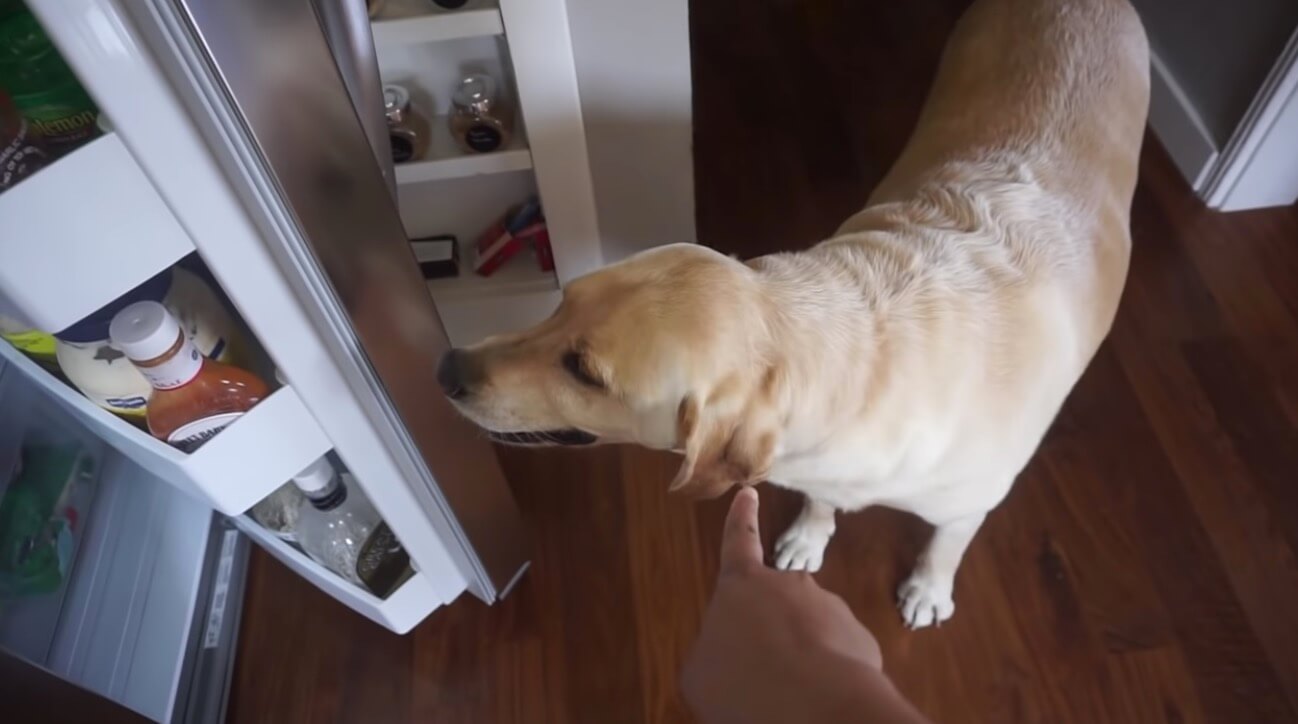 ラブラドールレトリーバー,動画