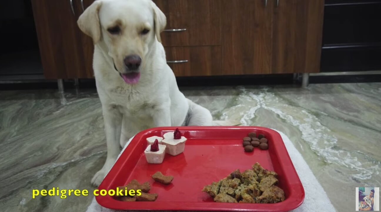 ラブラドールレトリーバー,動画