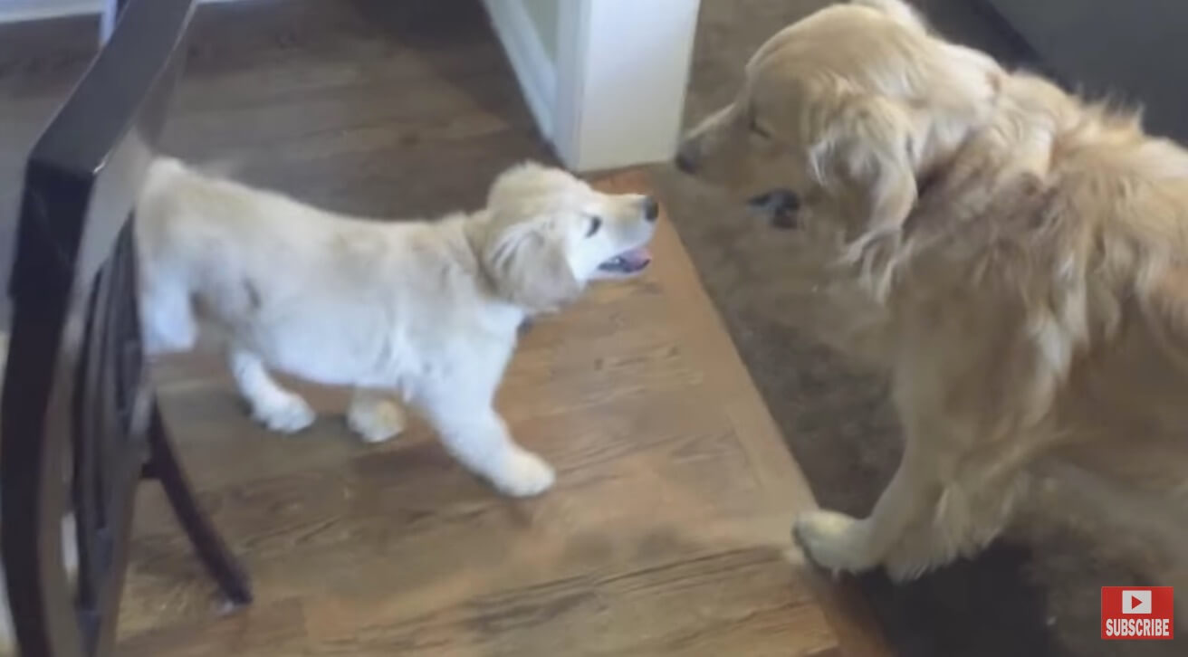 ゴールデンレトリーバー,動画