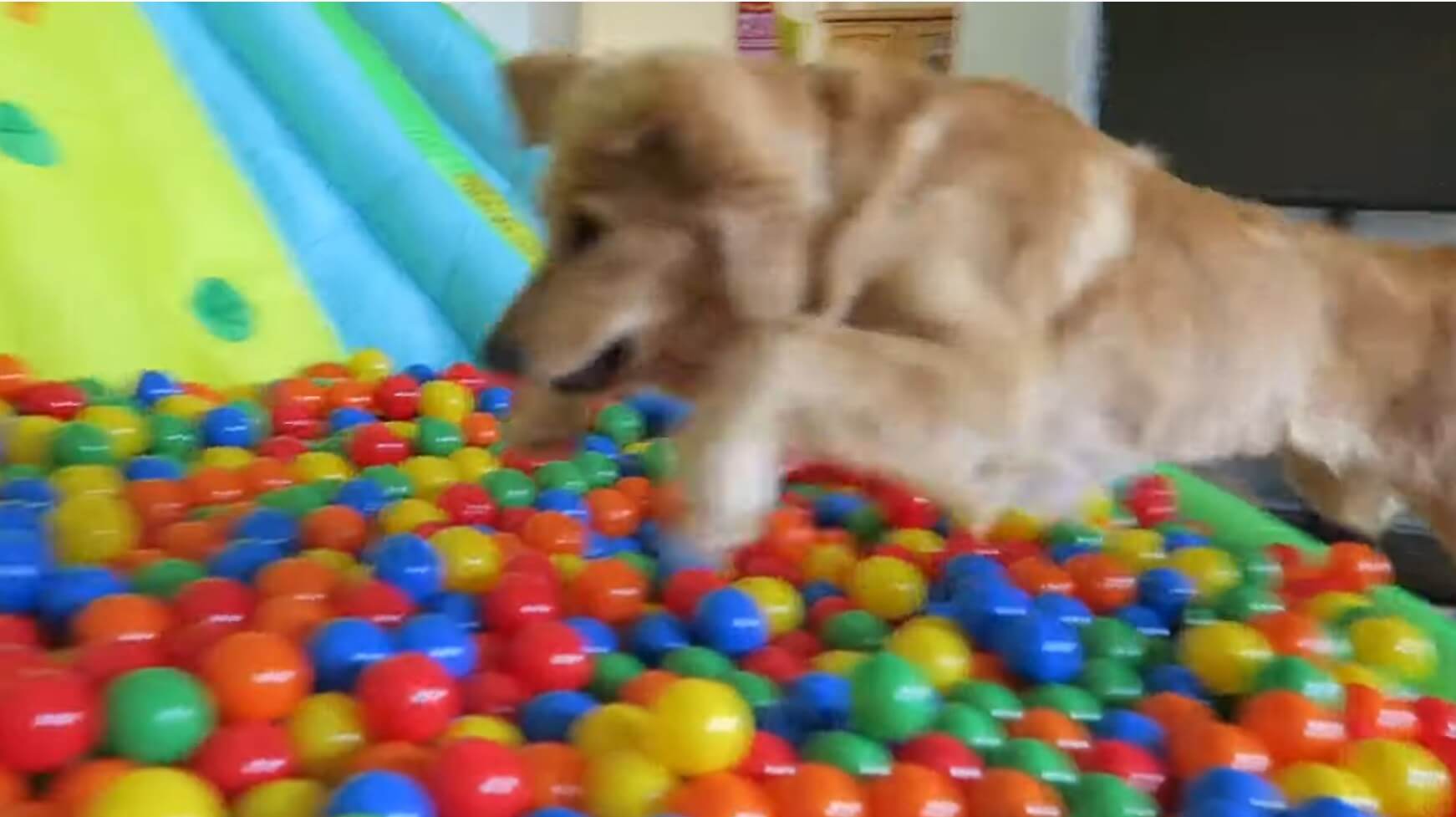 ゴールデンレトリーバー,動画