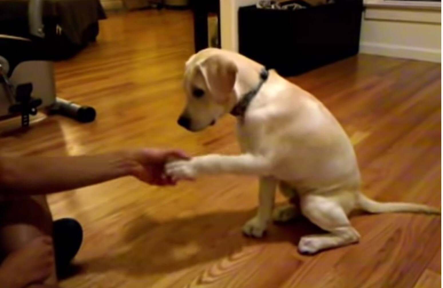 ラブラドールレトリーバー,動画