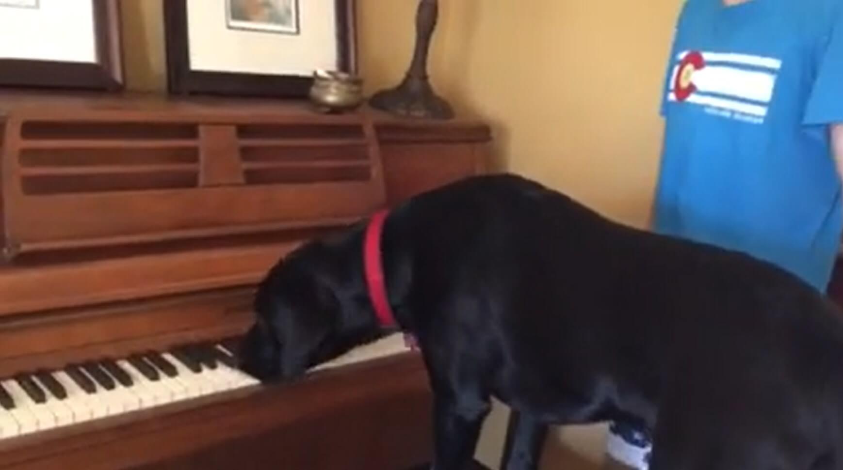 ラブラドールレトリーバー,動画