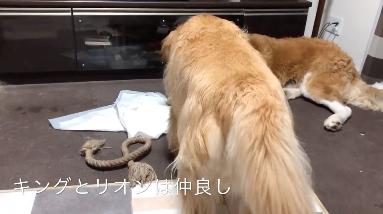 ゴールデンレトリーバー,動画