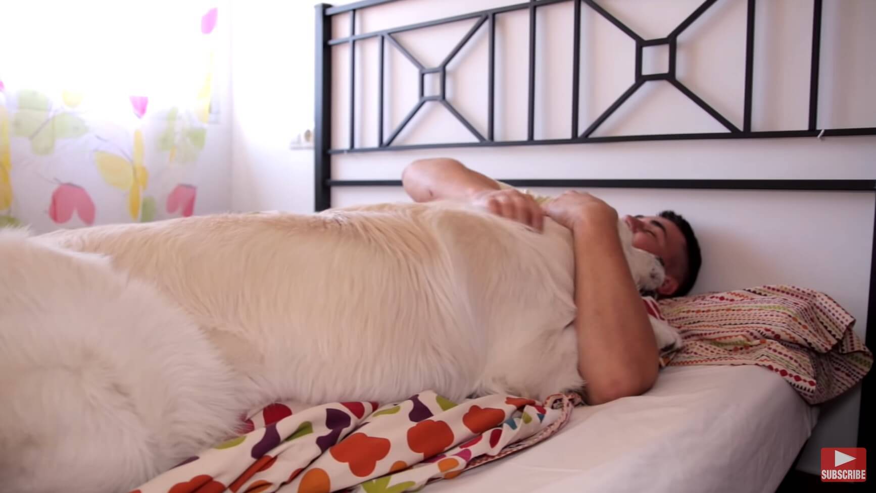 ゴールデンレトリーバー,動画