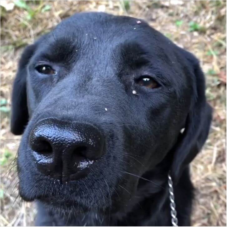 ラブラドールレトリーバー,動画