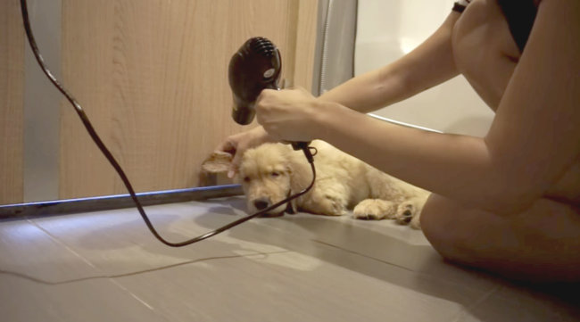 ゴールデンレトリーバー,動画