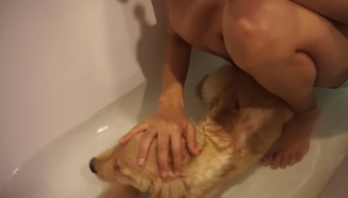 ゴールデンレトリーバー,動画