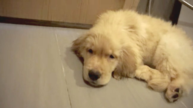 ゴールデンレトリーバー,動画