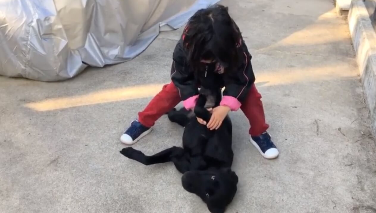 ラブラドールレトリーバー,動画