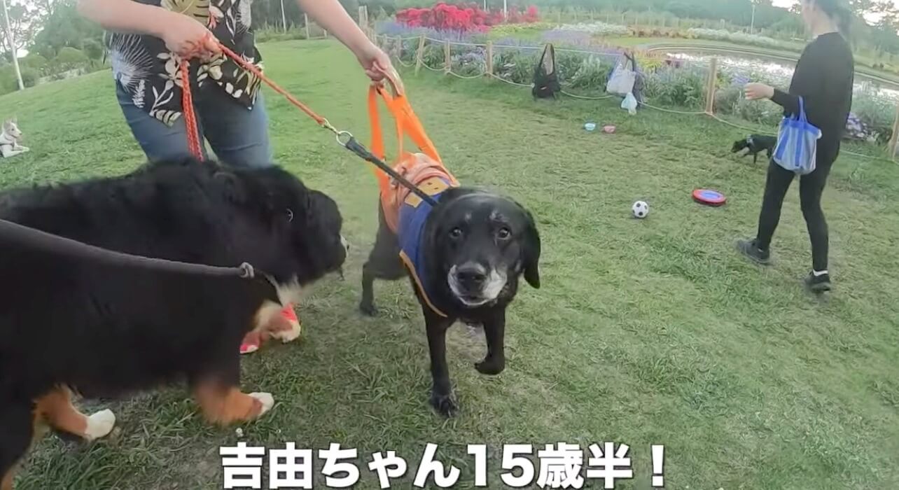 ラブラドールレトリーバー,動画