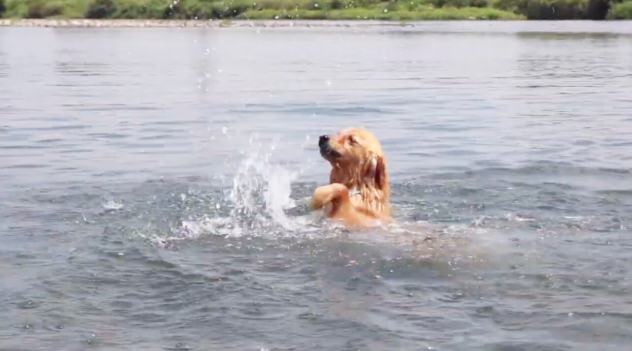 ゴールデンレトリーバー,動画