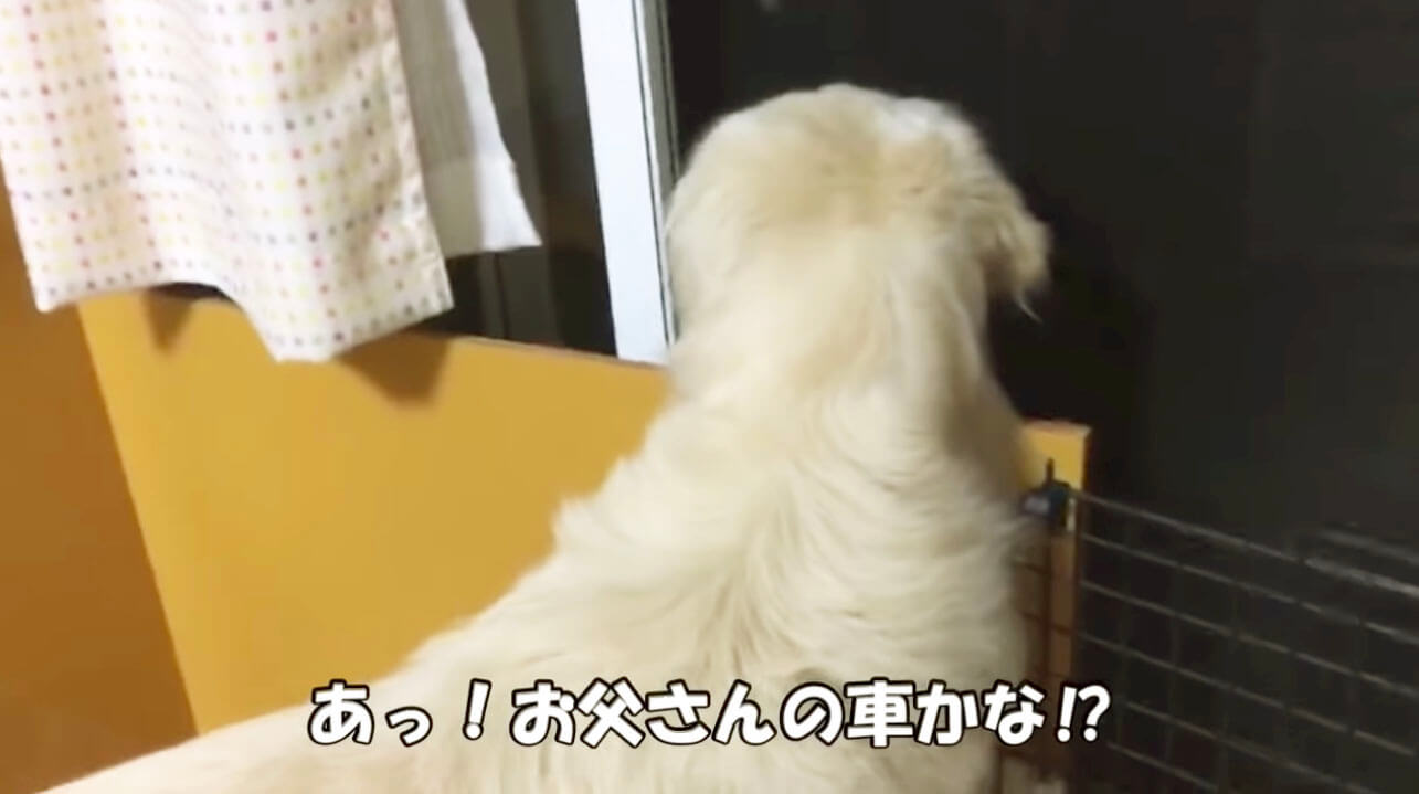 ゴールデンレトリーバー,動画