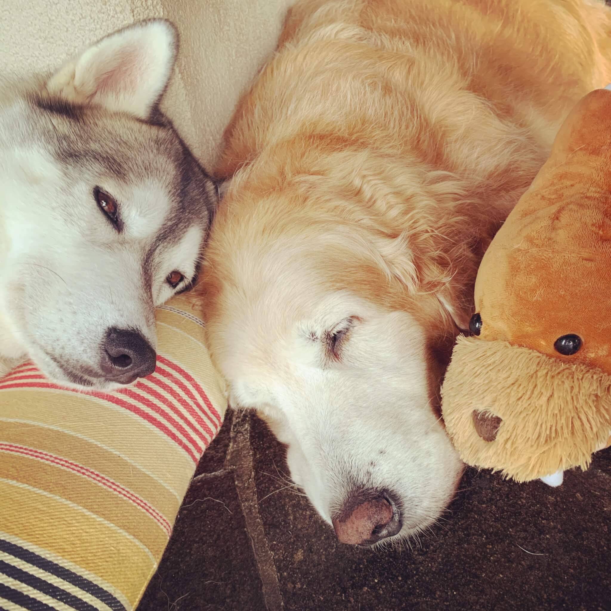 レトリーバー,ごはん