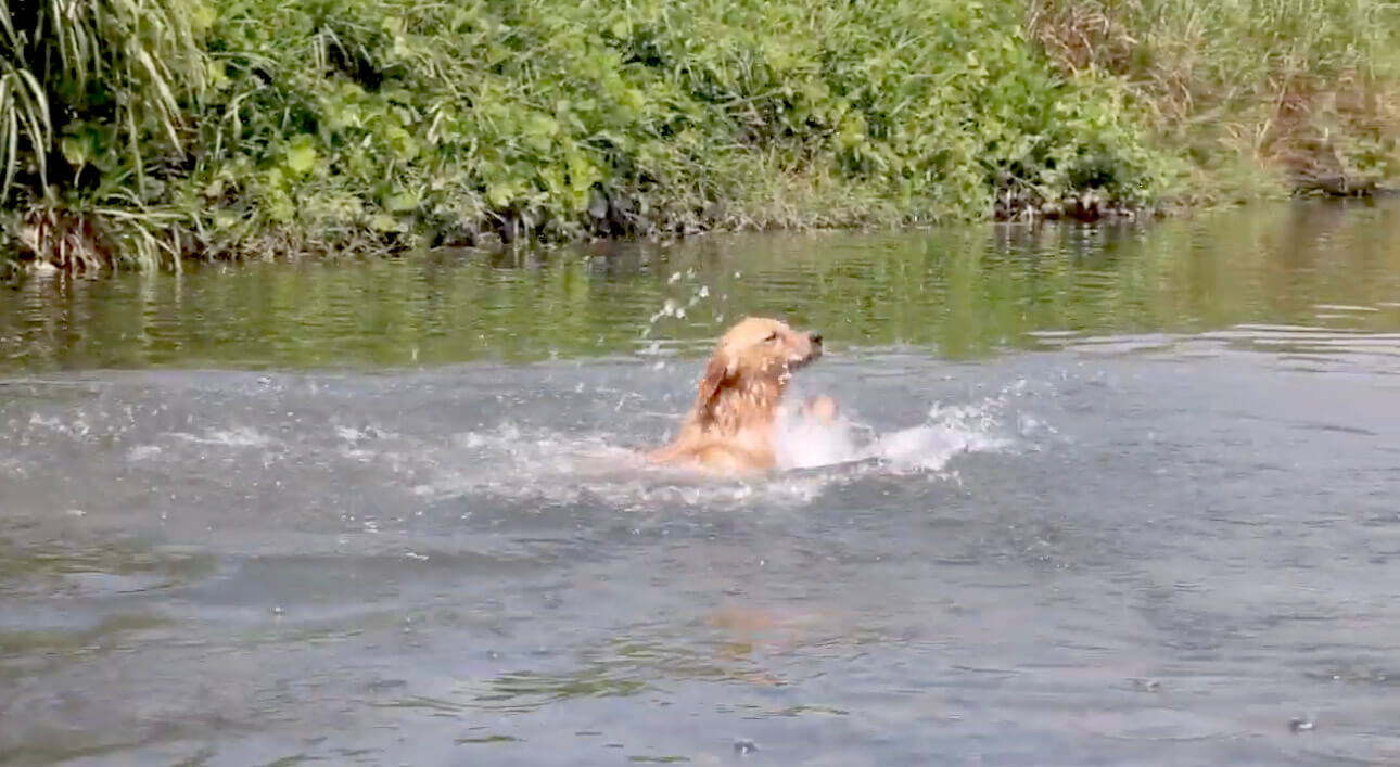 ゴールデンレトリーバー,動画