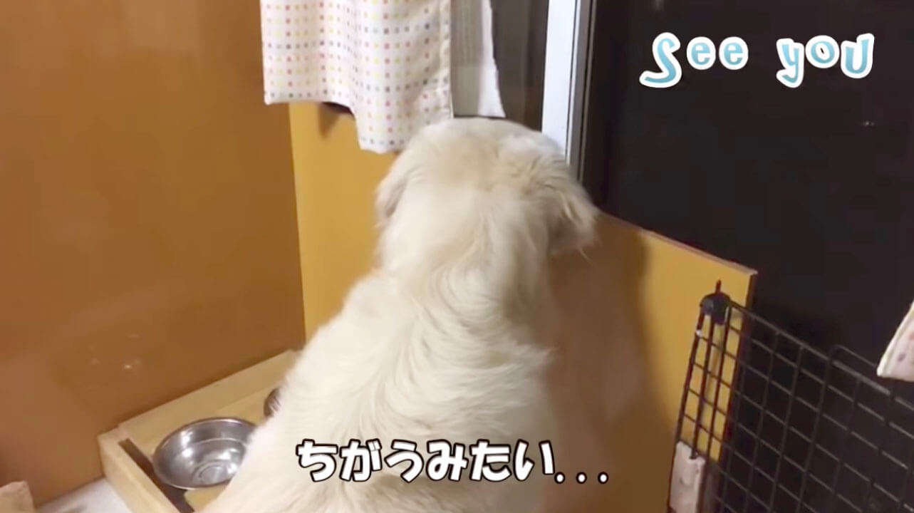 ゴールデンレトリーバー,動画