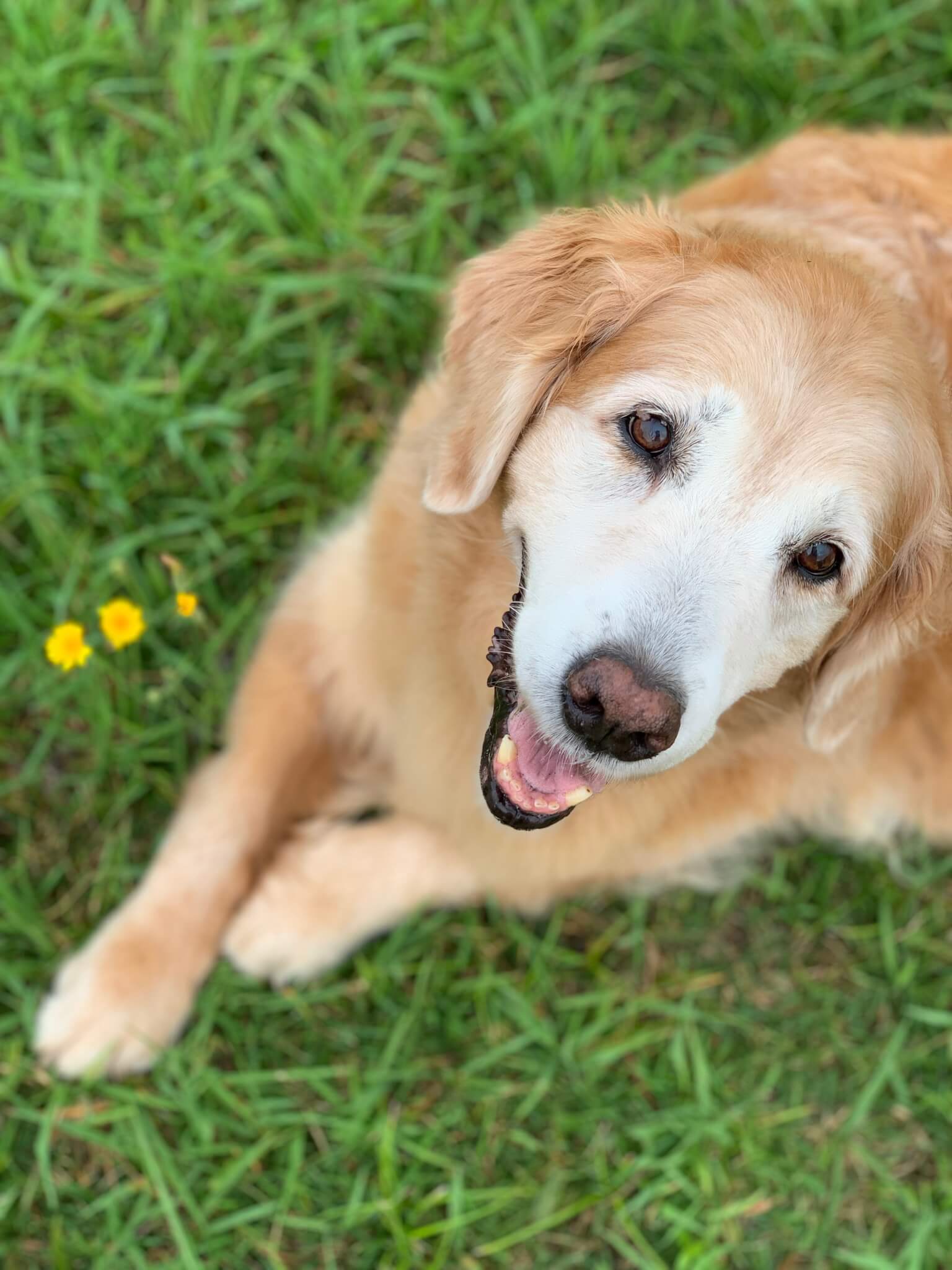 レトリーバー,ごはん