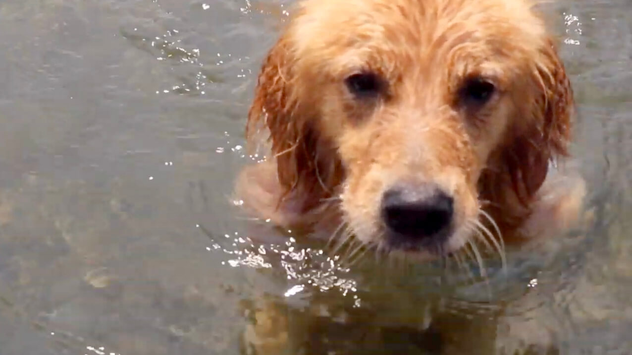 ゴールデンレトリーバー,動画
