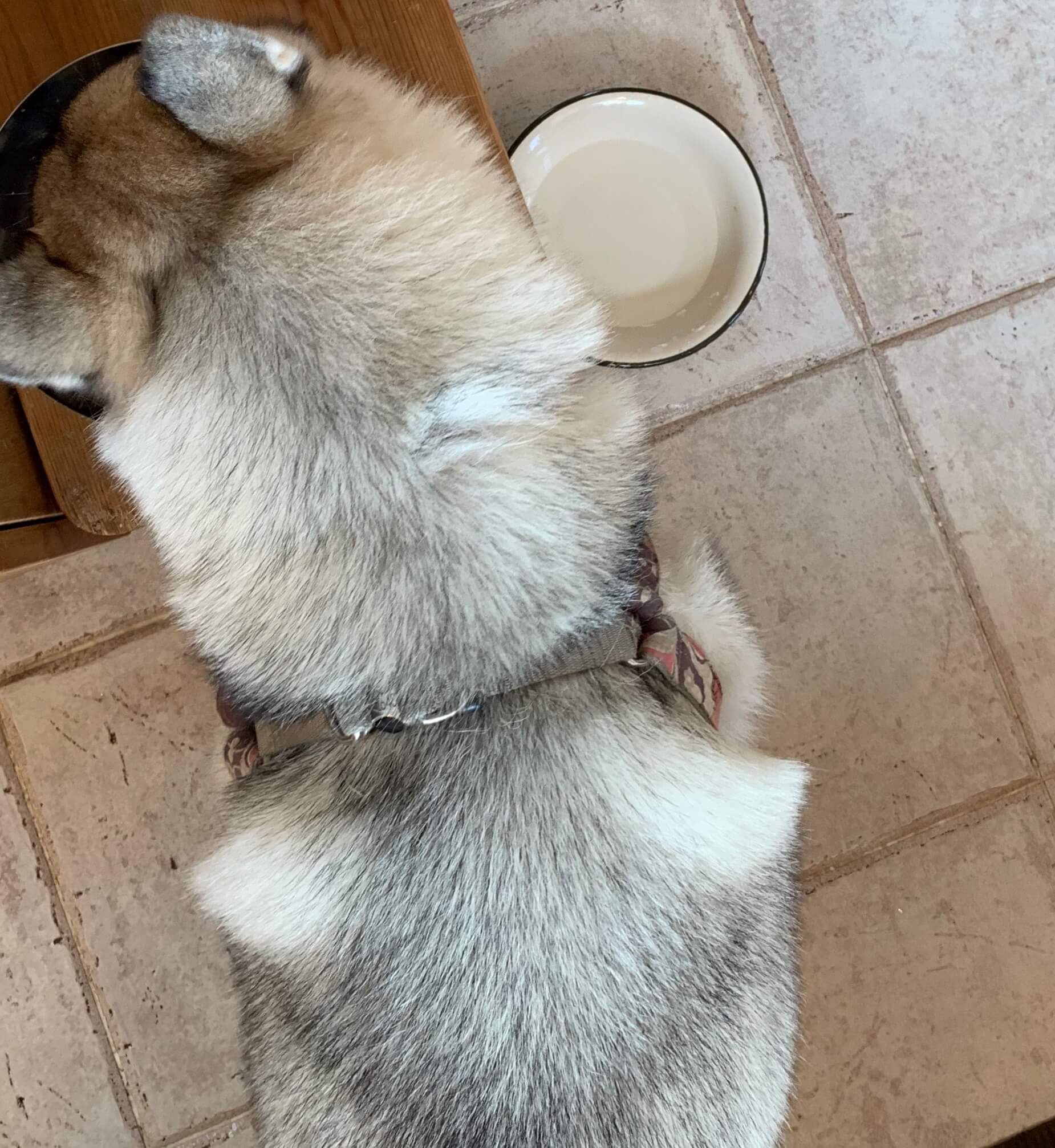 レトリーバー,ごはん