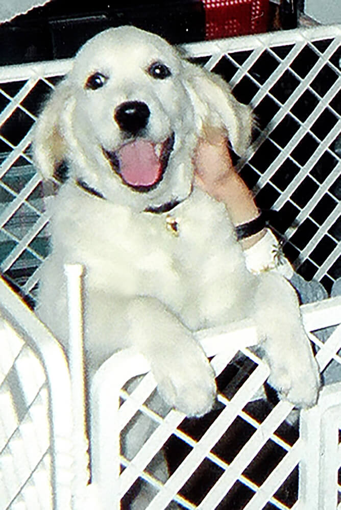 英国ゴールデンレトリーバー,子育て