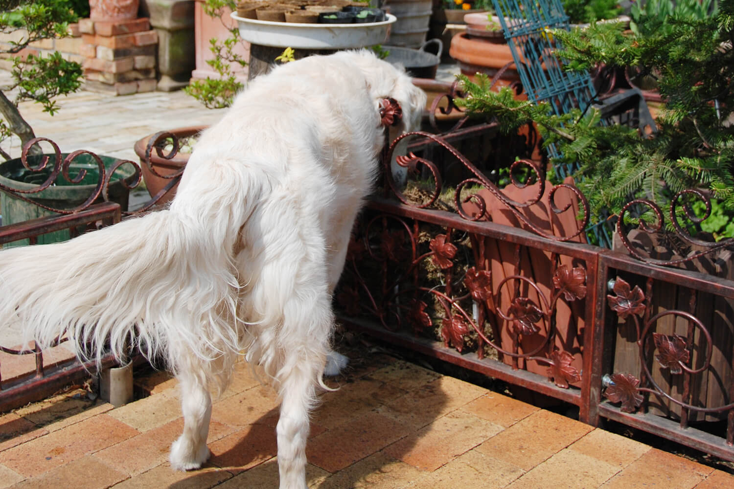英国ゴールデンレトリーバー,子育て