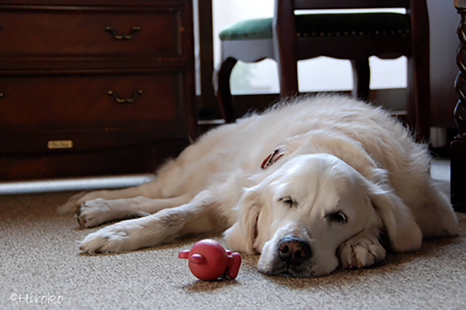英国ゴールデンレトリーバー,子育て