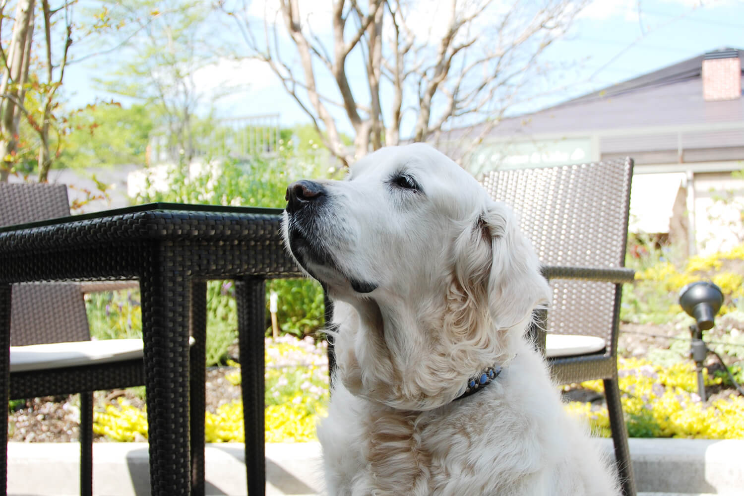 英国ゴールデンレトリーバー,子育て