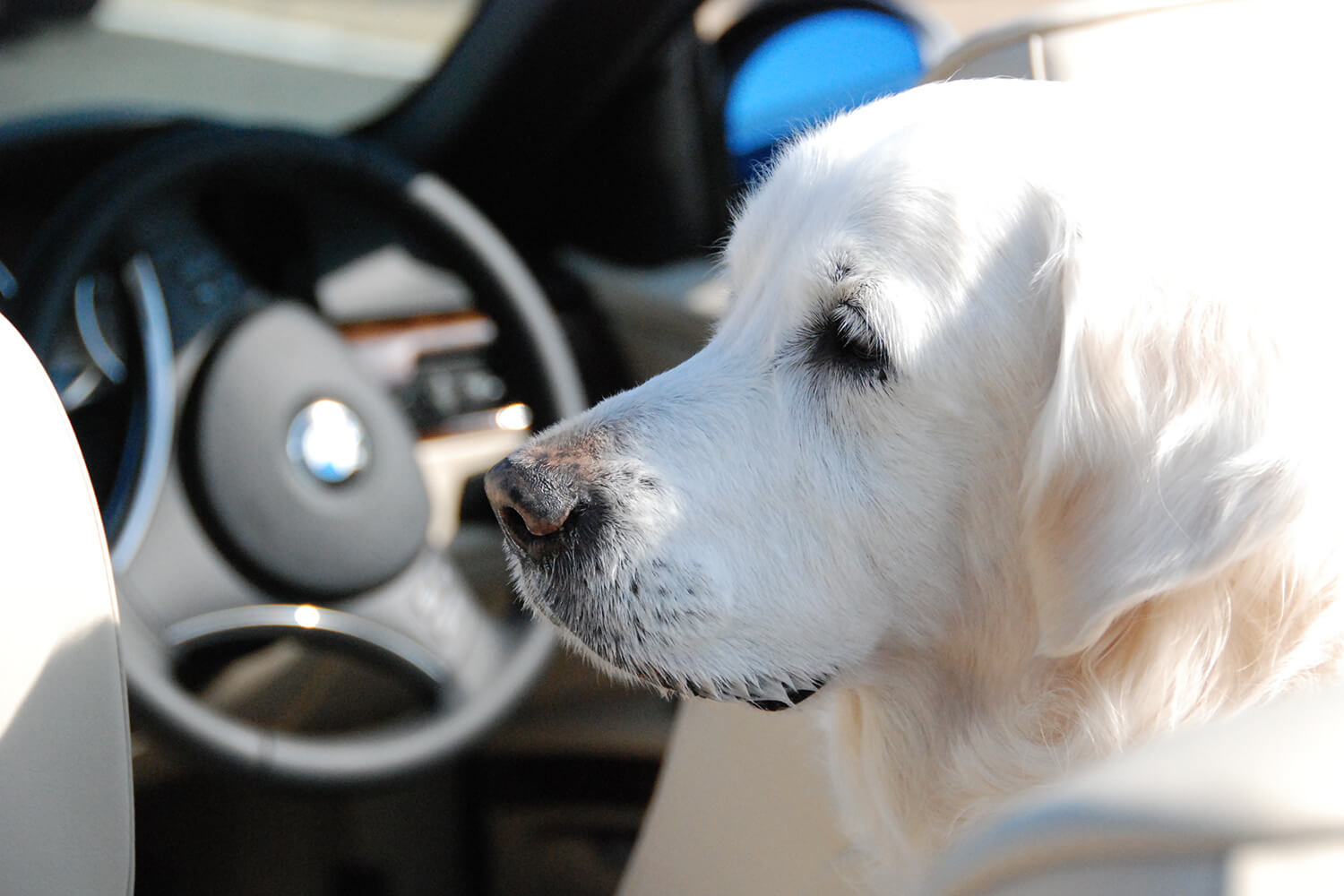 英国ゴールデンレトリーバー,子育て
