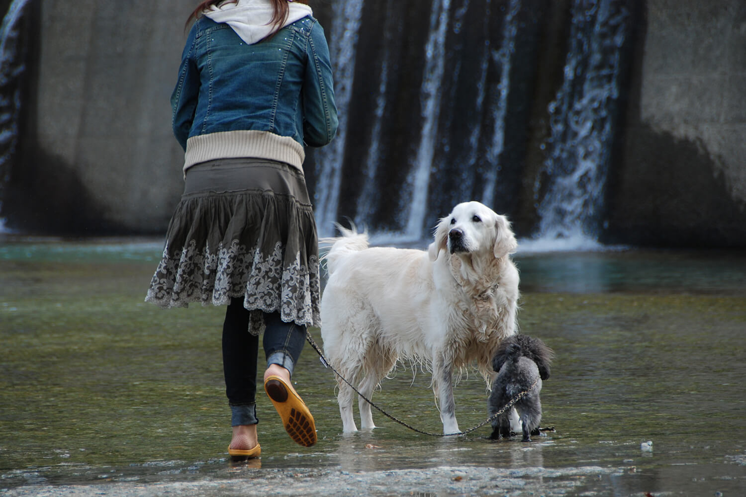 英国ゴールデンレトリーバー,子育て