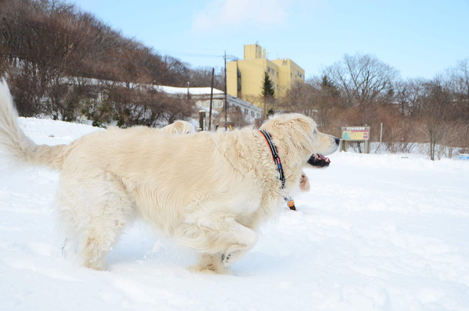 レトリーバー,遊び