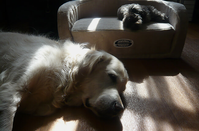 レトリーバー,遊び