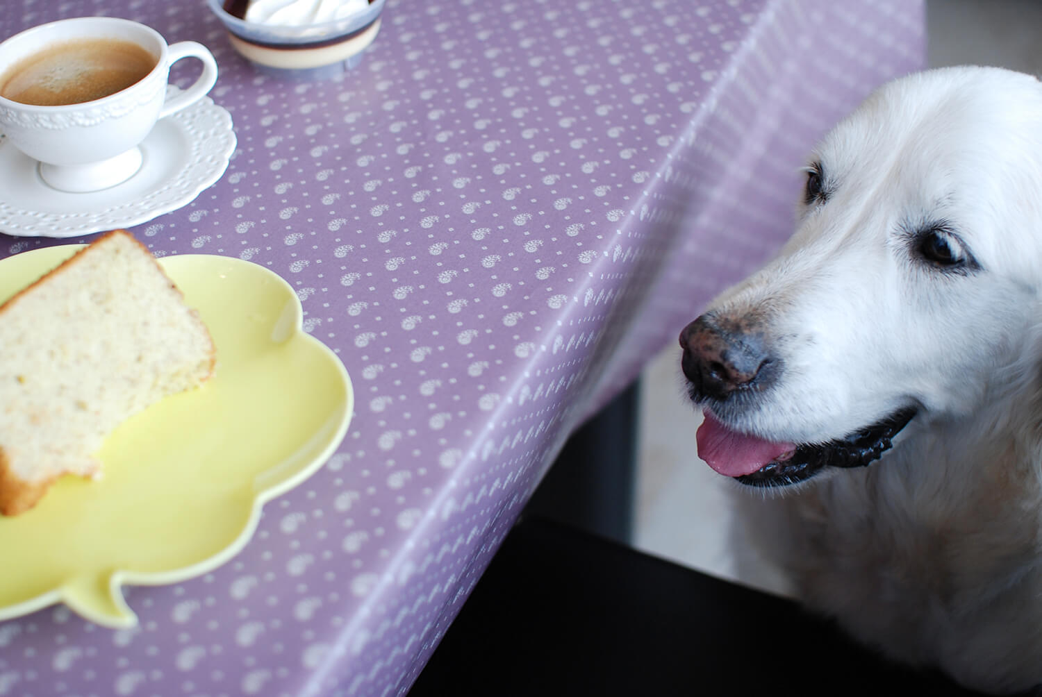 レトリーバー,遊び