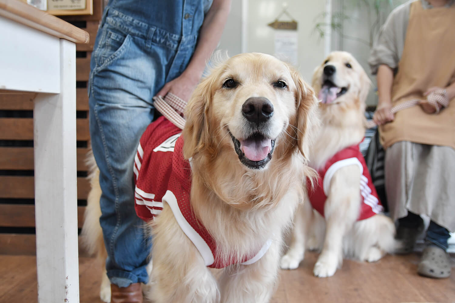 レトリーバー,遊び