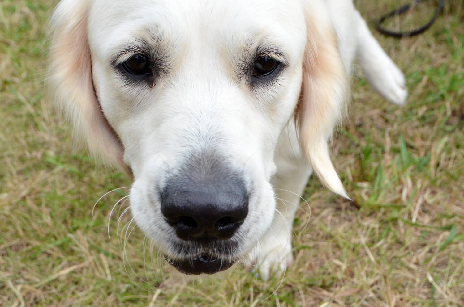 レトリーバー,遊び