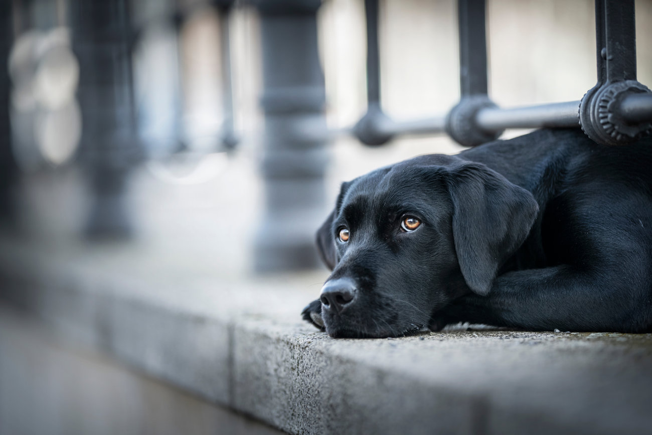 レトリーバーの行動