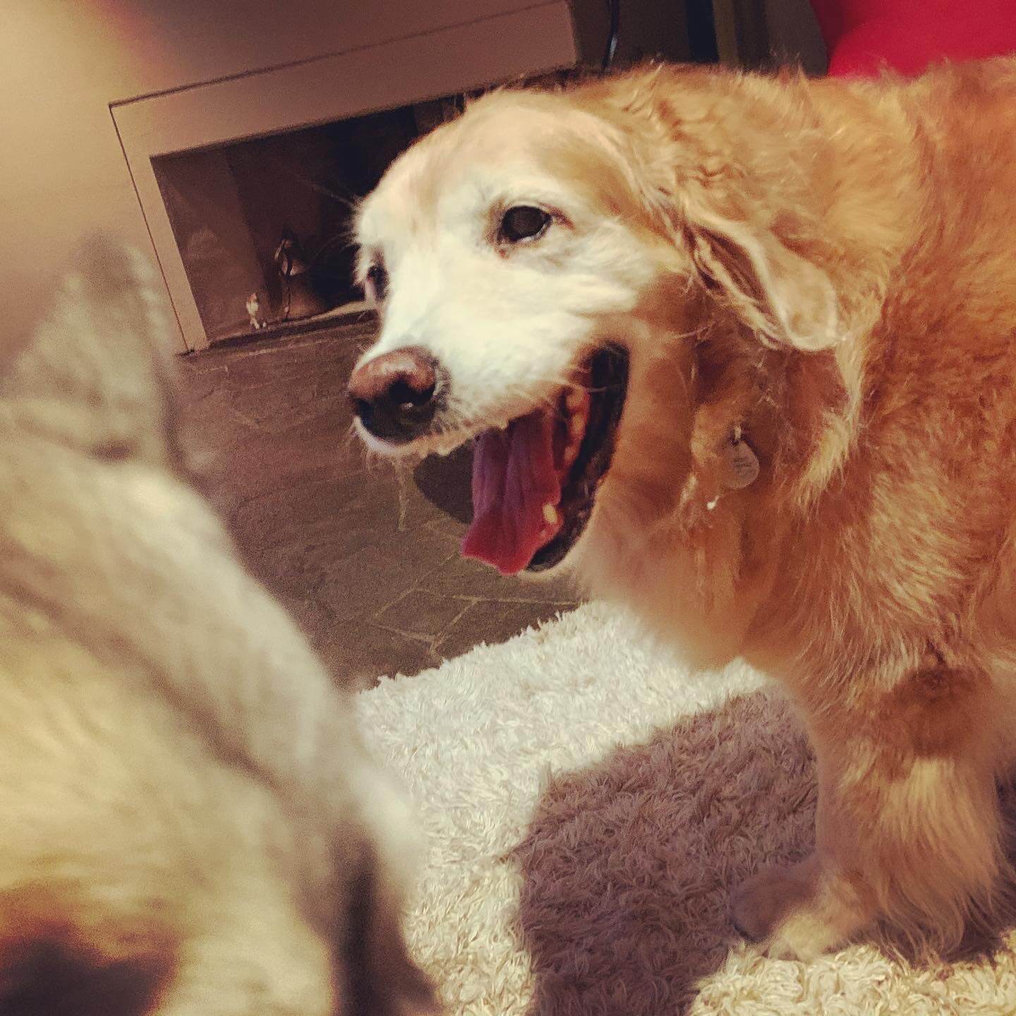 レトリーバー,ごはん