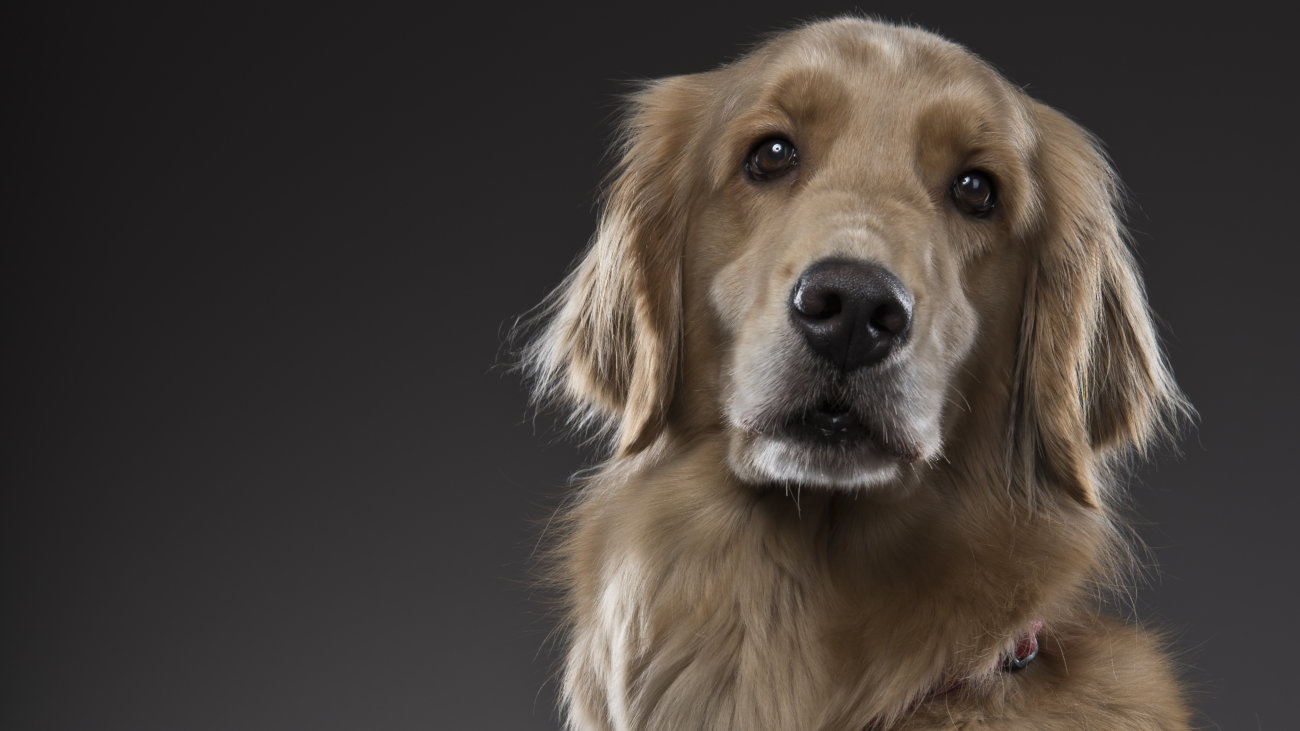 レトリーバー,内山慎吾