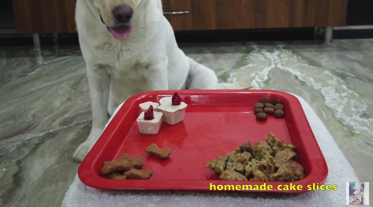 ラブラドールレトリーバー,動画