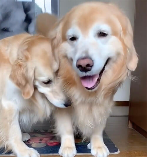 ゴールデンレトリーバー,動画