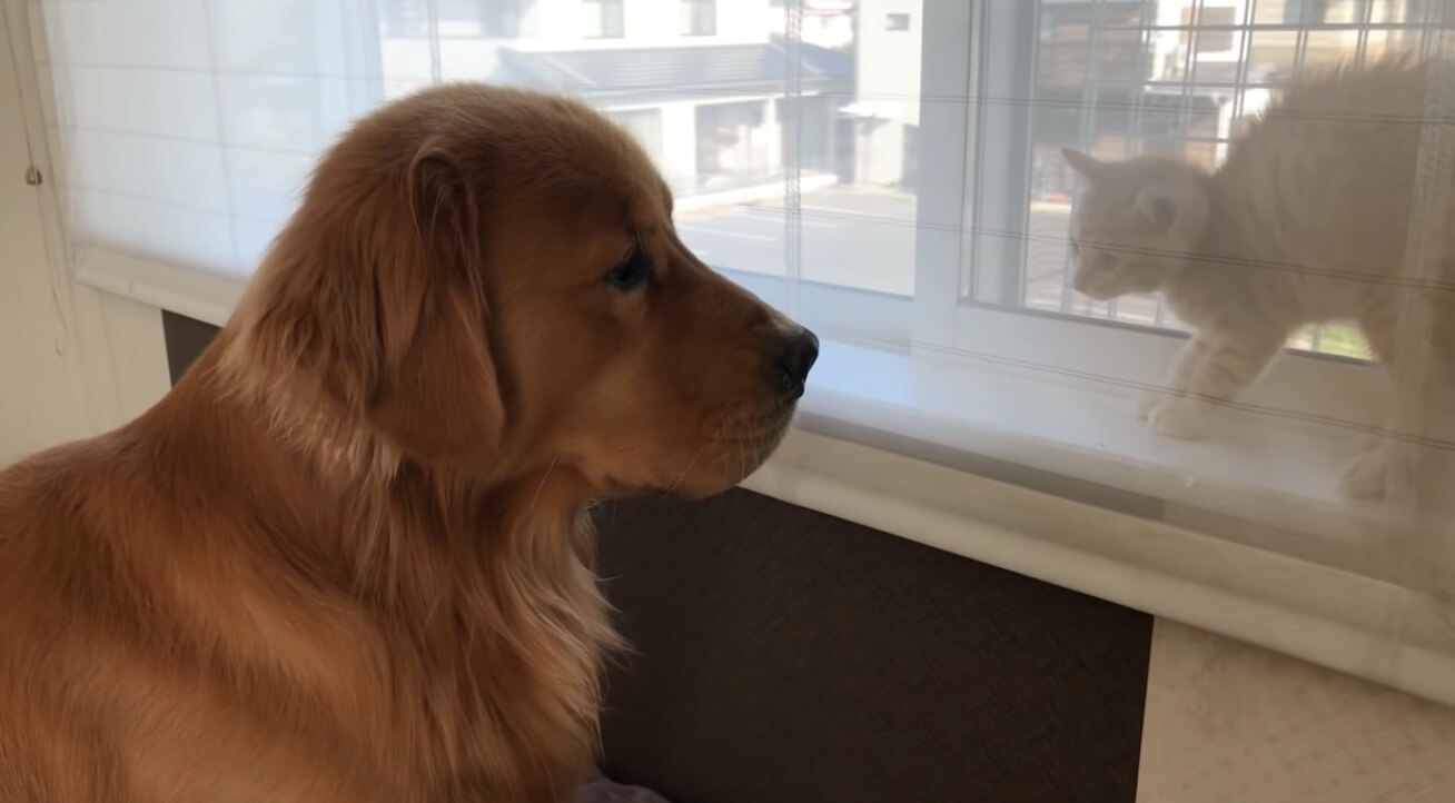 ゴールデンレトリーバー,動画