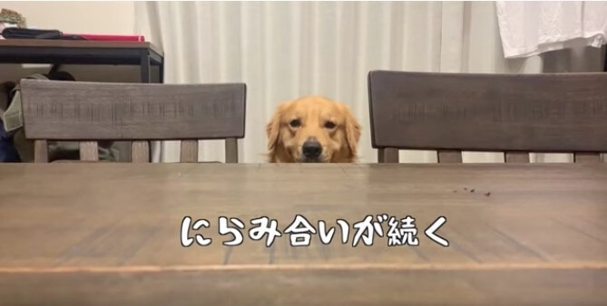 ゴールデンレトリーバー,動画